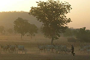 Infratel tests Starlink in Nigeria as backhaul option for rural NuRAN sites